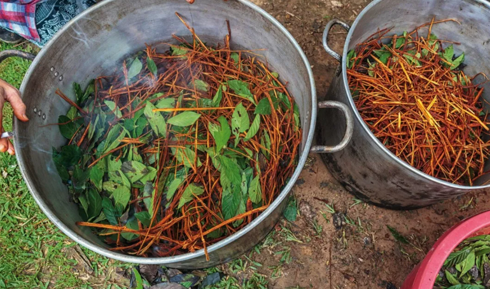 Ayahuasca, de droga chamánica a moda psicoterapéutica