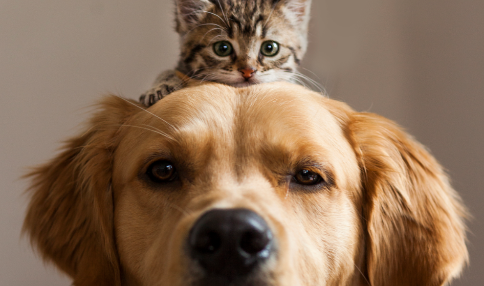 ¿Qué mascota es más cara de mantener: gato o perro?