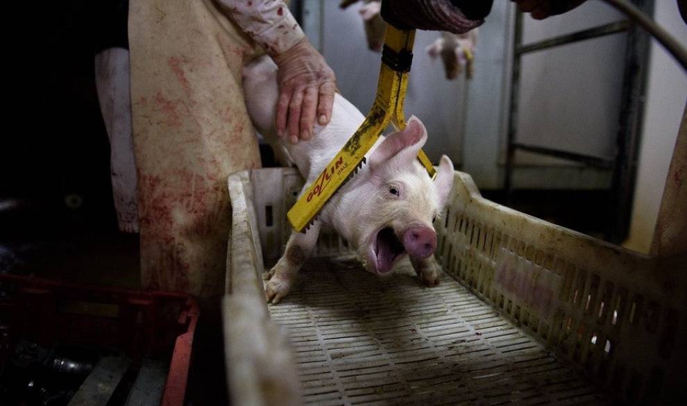 Por qué somos conscientes del horror de los mataderos pero no dejamos la carne