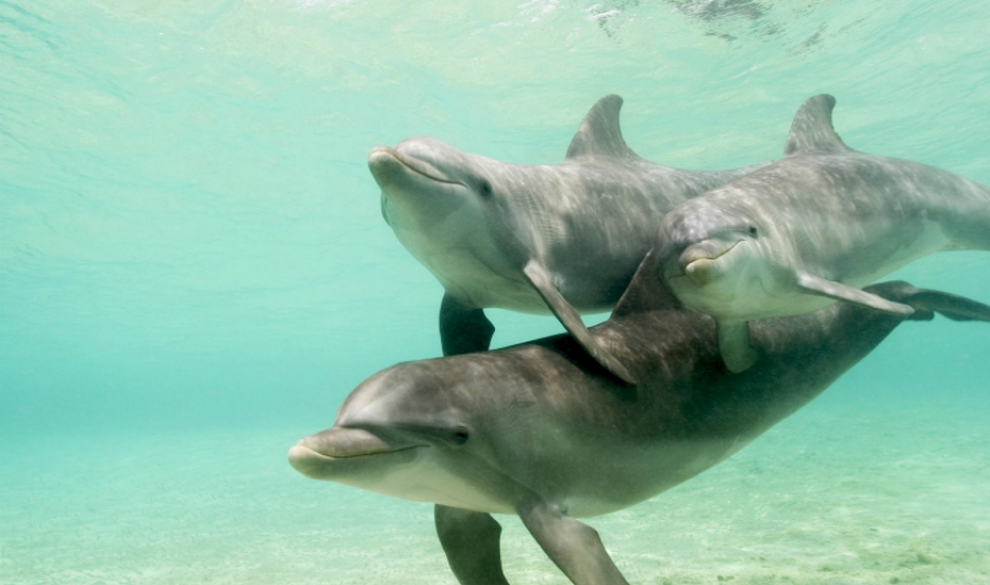 La falsa sonrisa de los delfines oculta una triste realidad