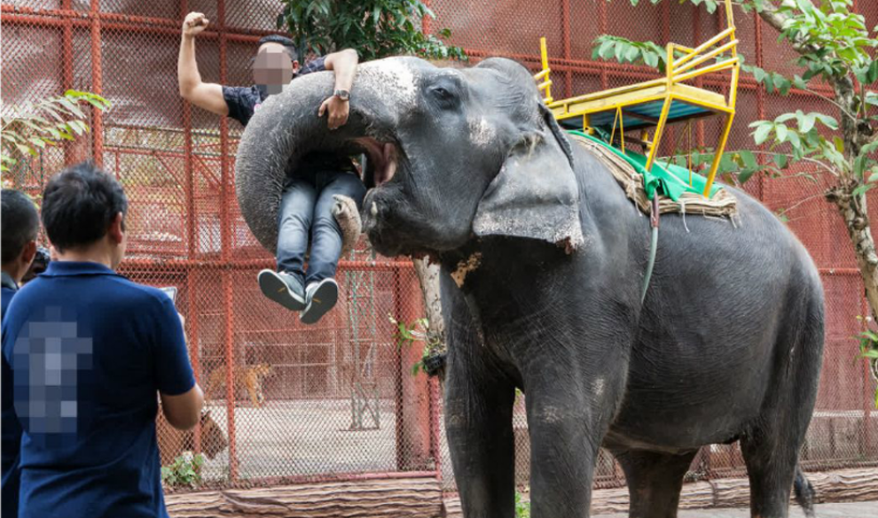 La razón por la que miles de elefantes son explotados en el Sudeste Asiático
