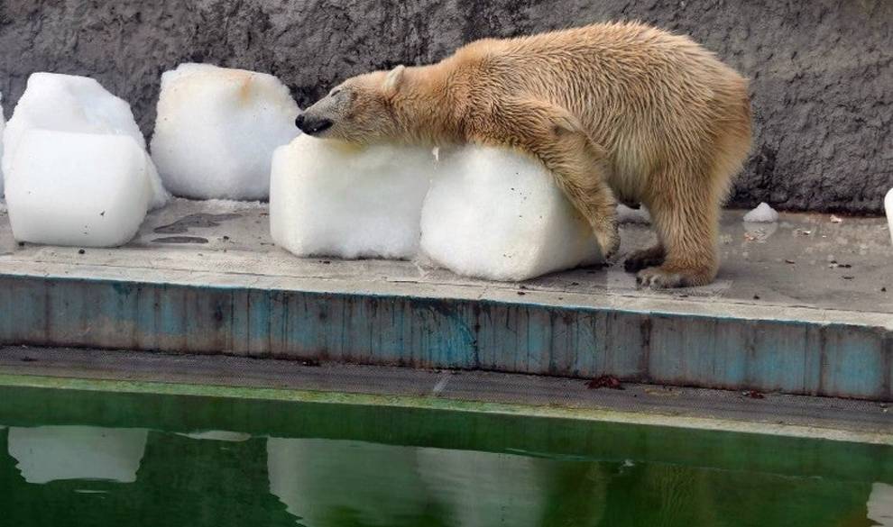 Todo el mundo se ha indignado con estas fotos de un oso polar desesperado en un zoo