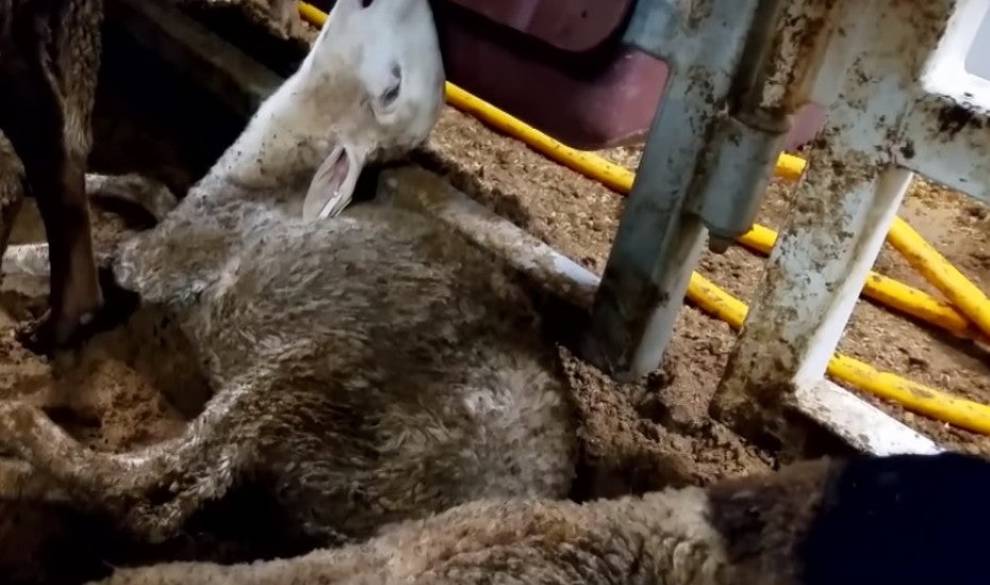 Un vídeo denuncia el maltrato que sufren los animales durante su transporte en barco