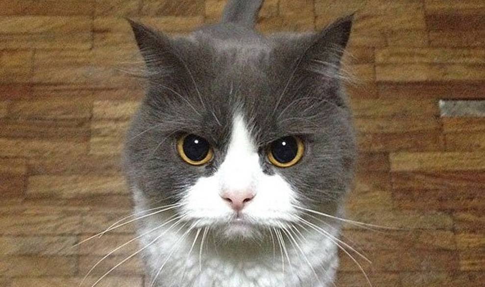 16 cosas que te enseña un gato acerca de la vida