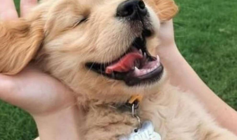 Hay una razón que explica por qué tu perro llora de felicidad al verte
