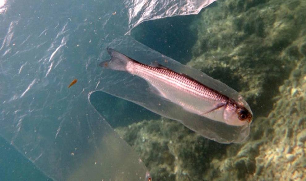 La cineasta que graba a los culpables de que el planeta esté muriendo por el plástico