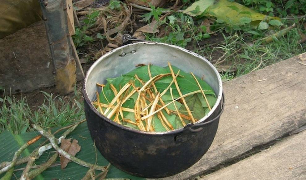 Un estudio revela que la ayahuasca podría ayudar a tratar la depresión