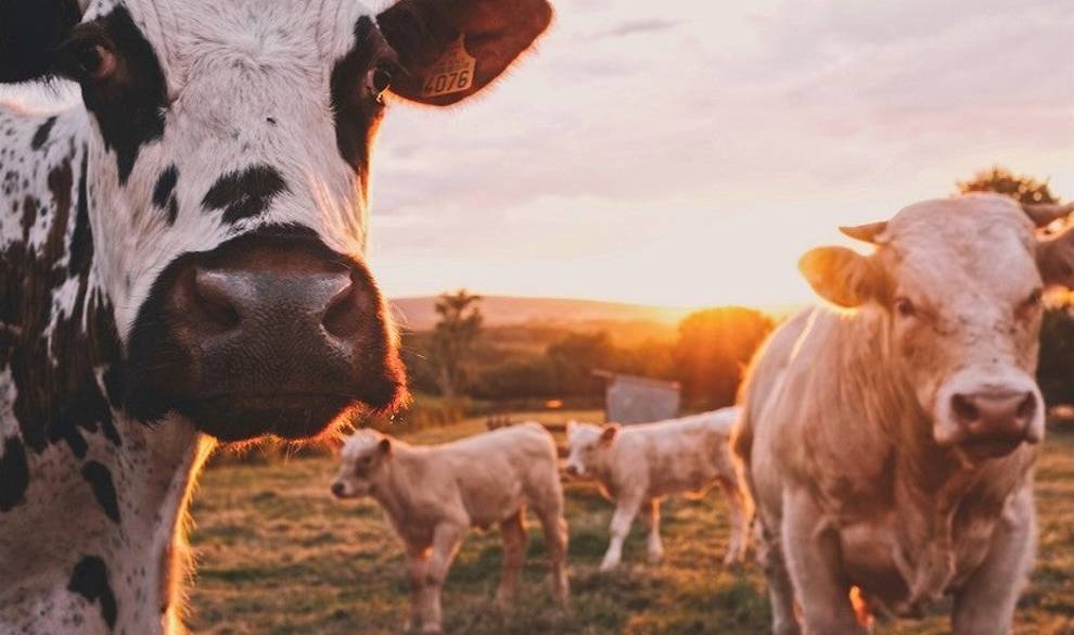 Un vegano te cuenta lo que se esconde detrás de la leche cruda