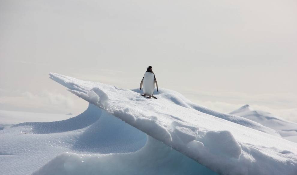 El iceberg gigante que destruirá el mayor refugio de pingüinos del mundo