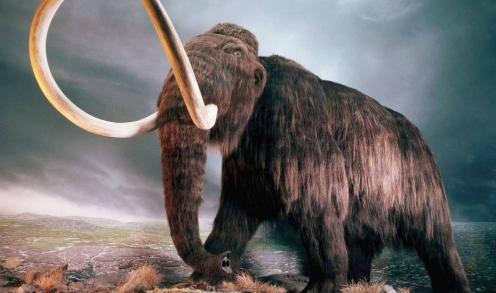 Una empresa norteamericana planea resucitar a los mamuts lanudos para repoblar Siberia