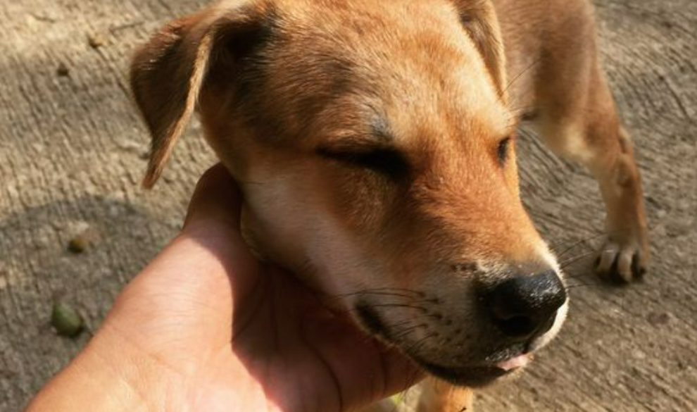 Pasos a seguir si te encuentras un perro abandonado