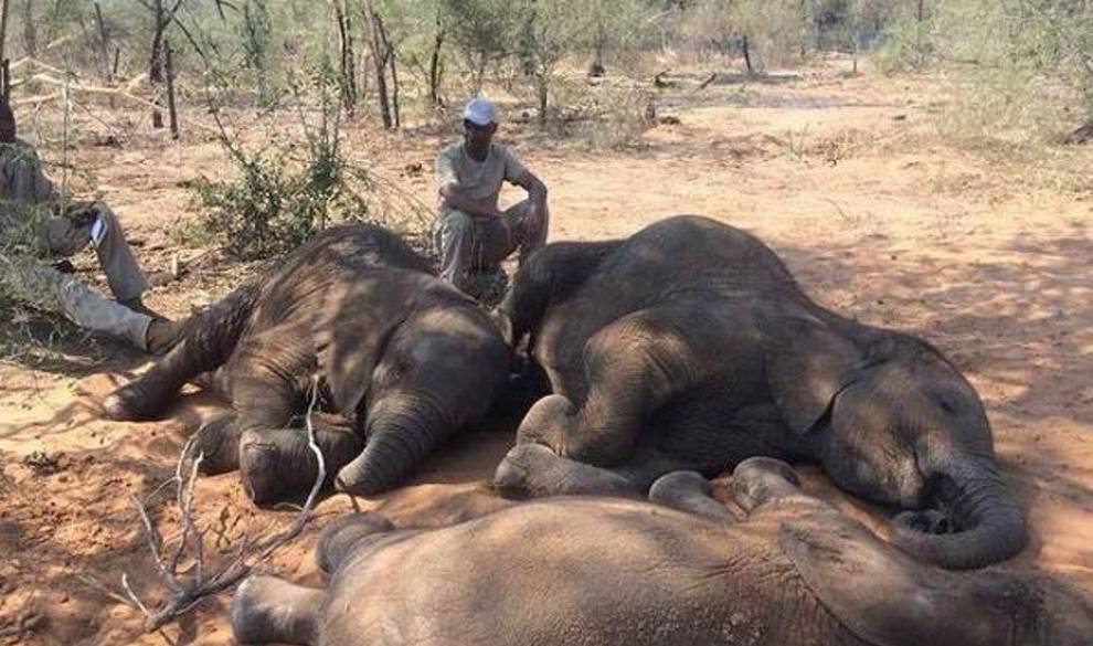 Cazadores furtivos perpetran la mayor matanza de elefantes de la historia