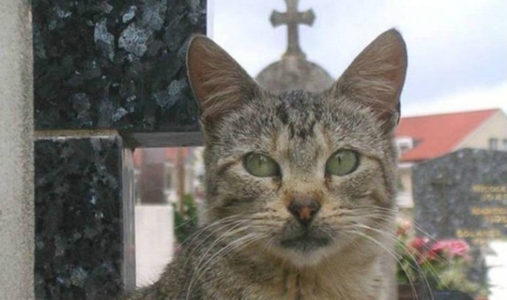 Algo Huele Sospechosamente Raro En Esta Secta Que Rinde Culto A Los Gatos 