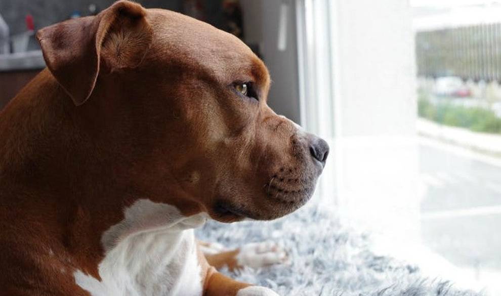 Según estos estudios, los perros se parecen a nosotros más de lo que imaginábamos