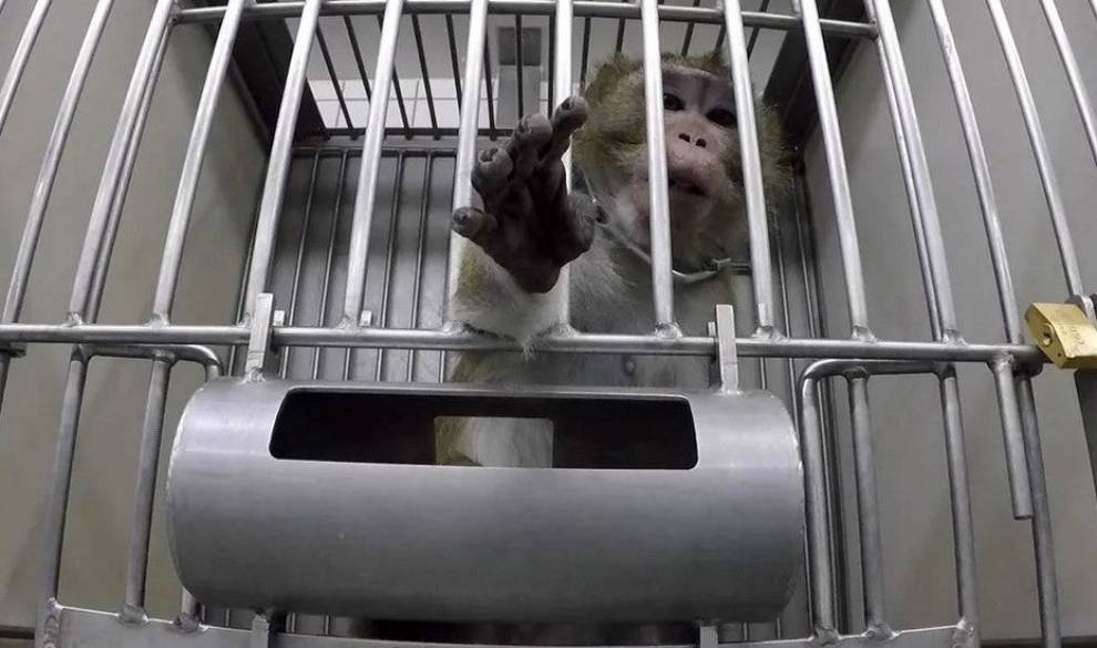 El laboratorio farmacéutico que tortura a monos haciéndolos girar y desangra a los gatos