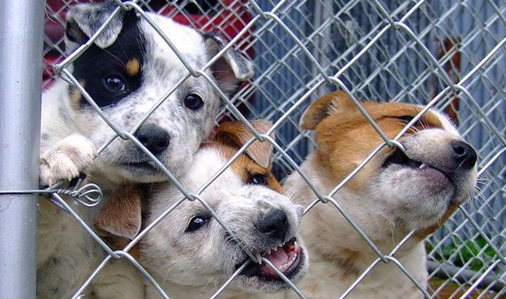 España, ese país ‘civilizado’ en el que se abandonan 137.000 mascotas cada año