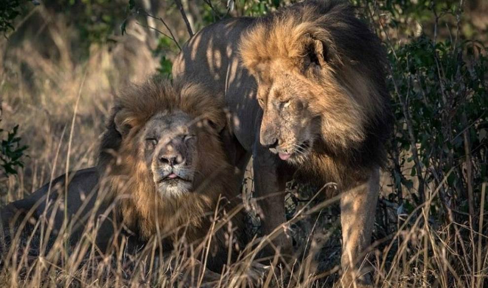 Dos leones macho apareándose rompen el tabú de la homosexualidad en animales