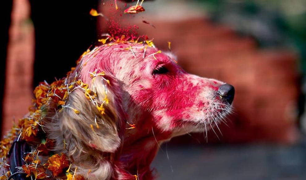 El Festival Nepalí Que Honra A Los Perros