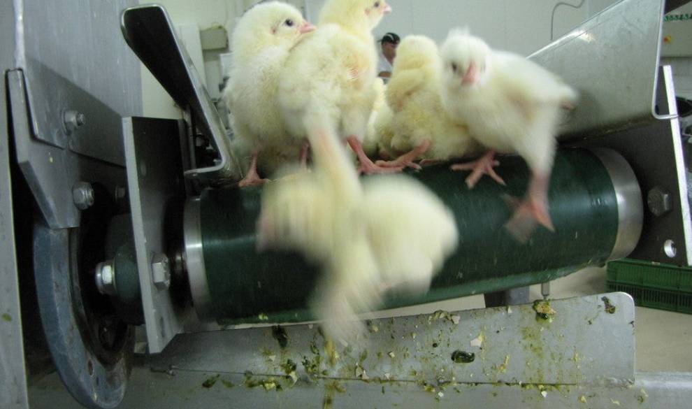 Francia prohíbe triturar bebés de pollo vivos y aquí ni nos lo planteamos