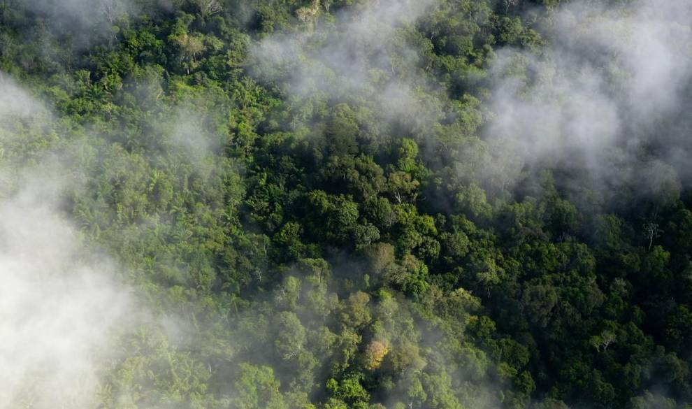 El experimento del Amazonas que podría salvar el planeta