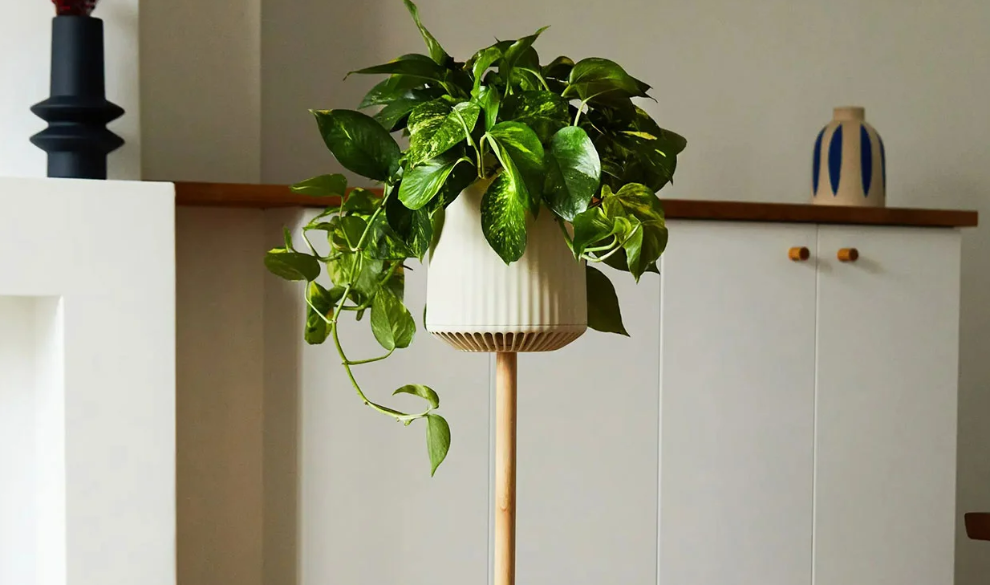 La planta que purifica tu casa 30 veces más que las demás