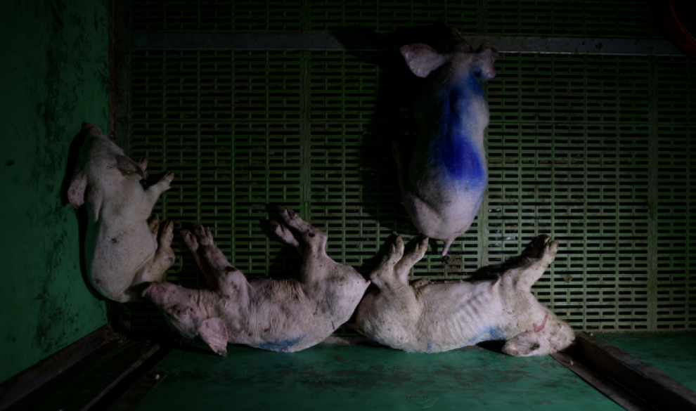 $!Se infiltró en 32 granjas españolas para retratar las condiciones de vida de los cerdos