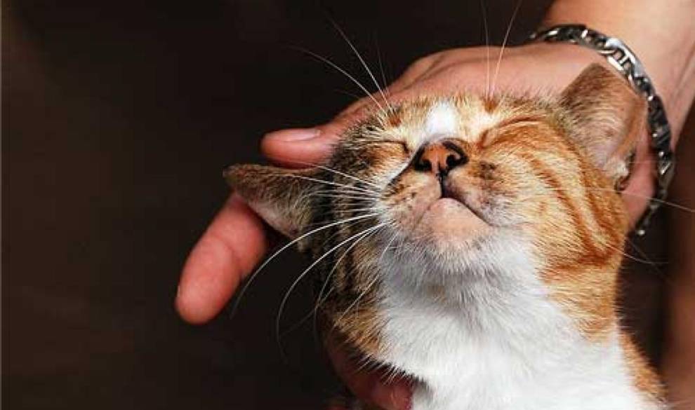 $!Una clínica veterinaria en Dublín busca un acariciador de gatitos