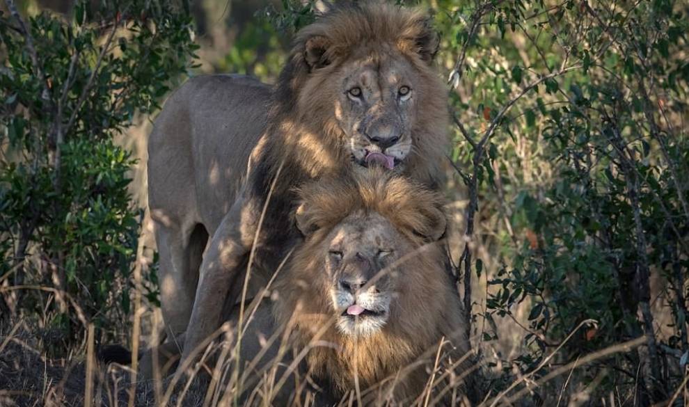 $!Dos leones macho apareándose rompen el tabú de la homosexualidad en animales