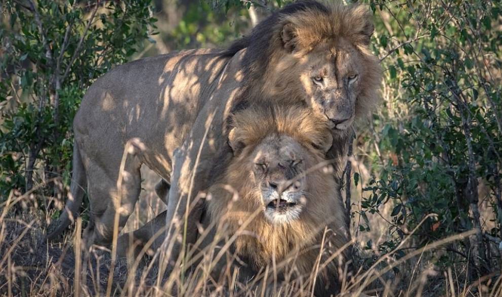 $!Dos leones macho apareándose rompen el tabú de la homosexualidad en animales