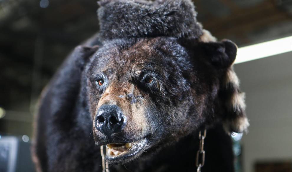 Un oso drogado que devora a gente: así es el trailer de la película más bizarra del año