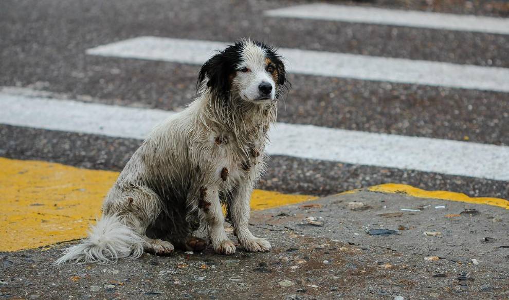 ¿Qué hacer si presencias maltrato animal?