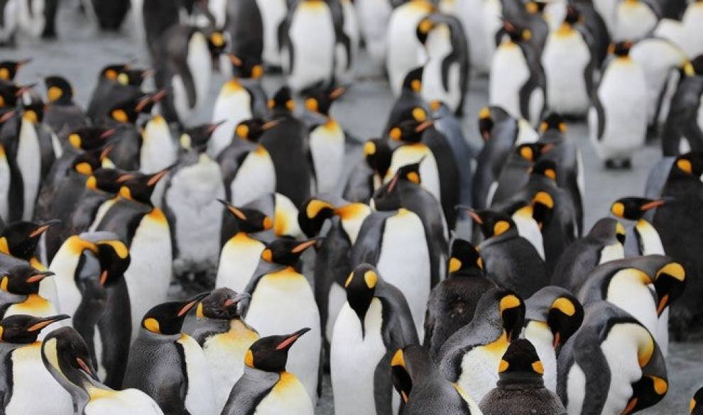 $!El iceberg gigante que destruirá el mayor refugio de pingüinos del mundo