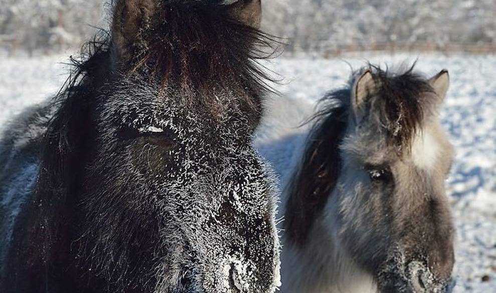 $!burro-frio-codigo-nuevo