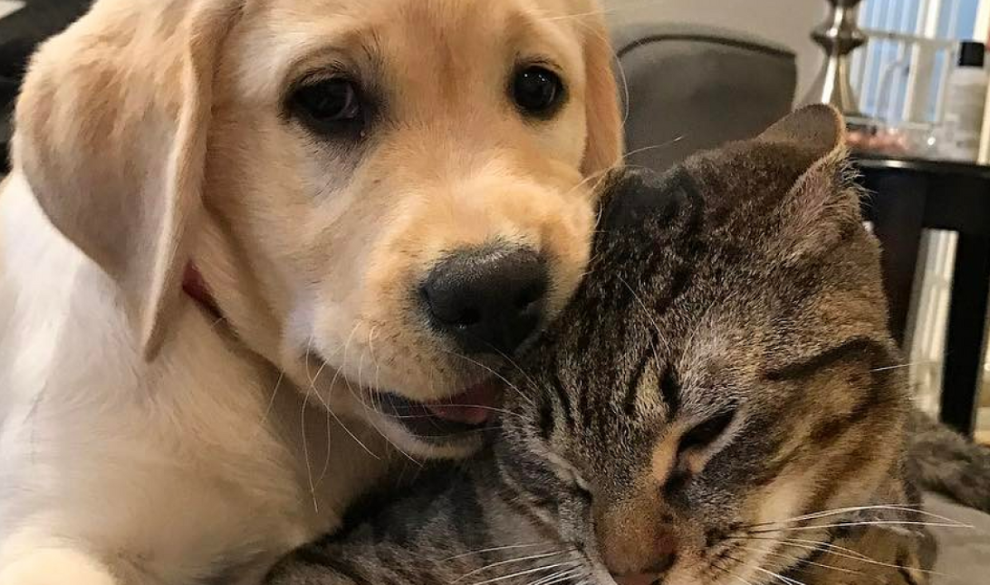 Las diferencias claves entre las personas que aman a los perros y las que aman a los gatos